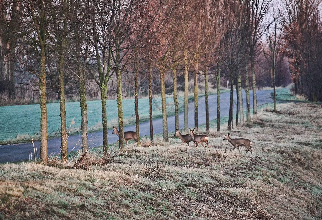 Rehe überqueren eine Straße