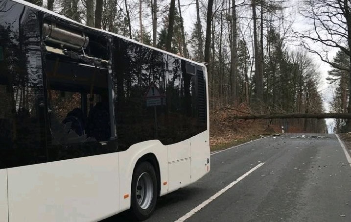 Bus vor umgestürztem Baum auf Straße