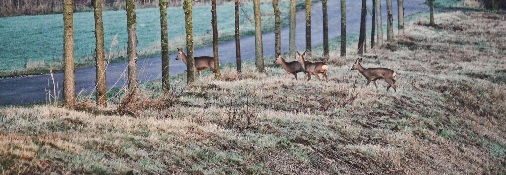 Rehe neben einer Straße in der Natur.