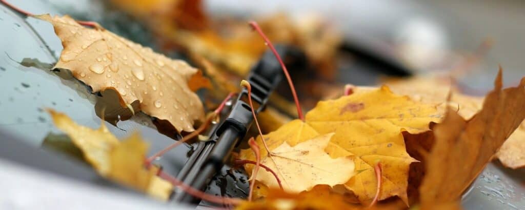 Herbstlaub auf Autoscheibe mit Regentropfen /  guvo59