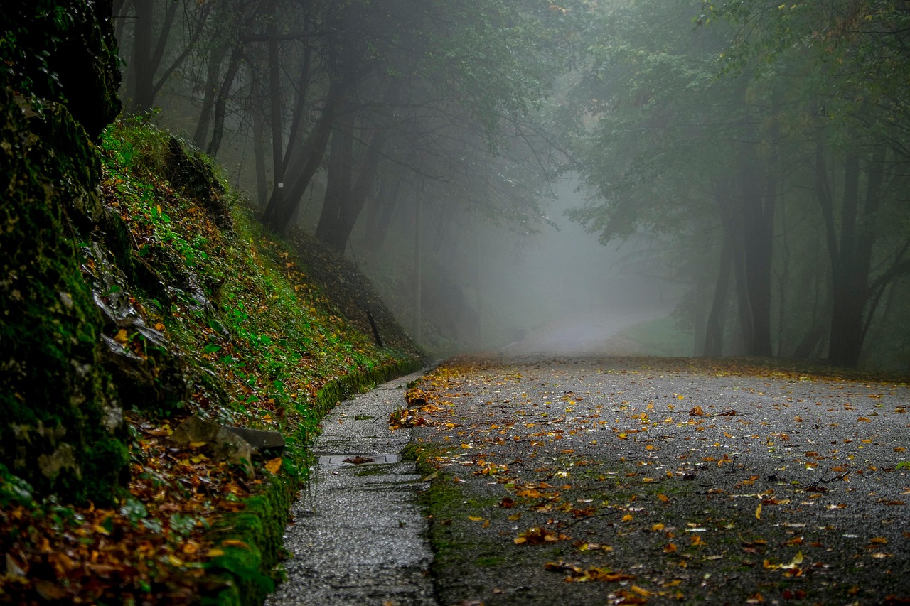 Nebeliger Waldweg mit fallendem Laub im Herbst.